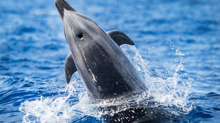 Kona, Big Island Hawaii: Small-Group Snorkel Boat Tour