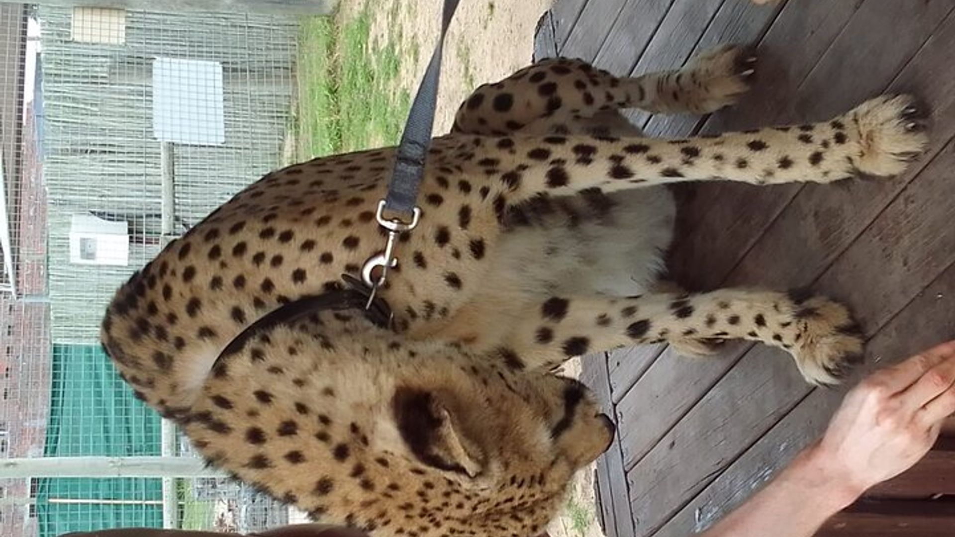 Cheetah Outreach, Gordon’s Bay, and Strand Beach Tour