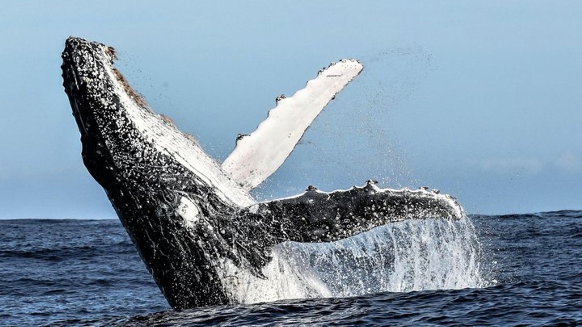 Hermanus avistamiento de ballenas y vino: tour privado desde Ciudad del Cabo