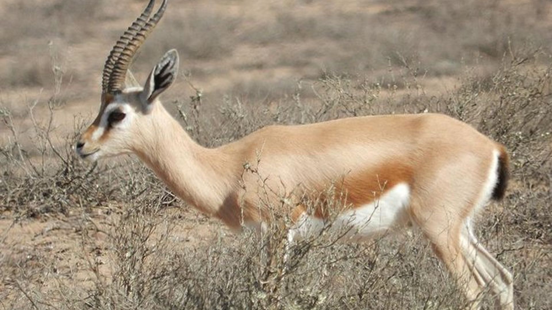 Descubrimiento privado - Souss Massa 4x4 Wildlife Park