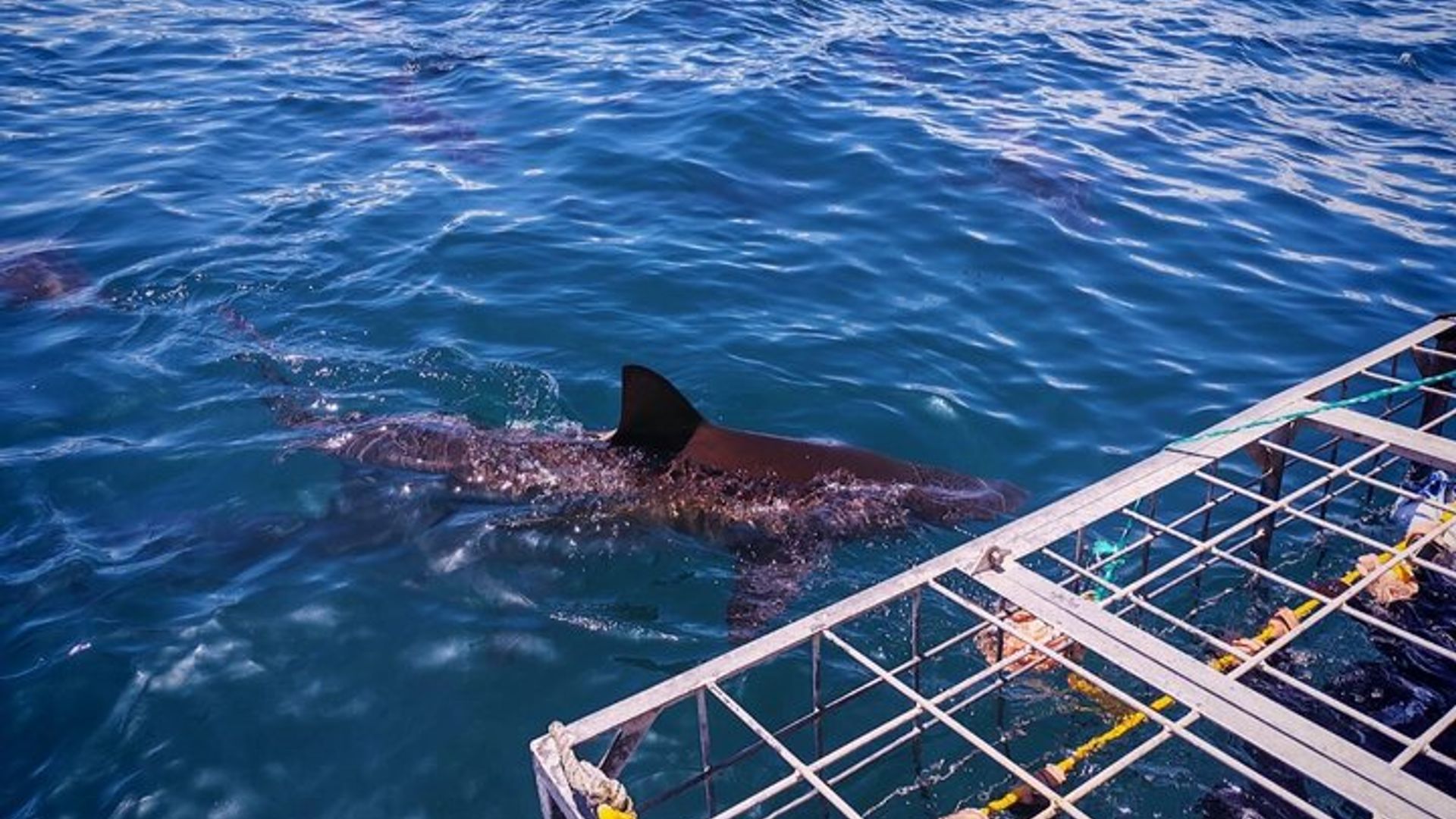 Südafrika Shark Cage Diving