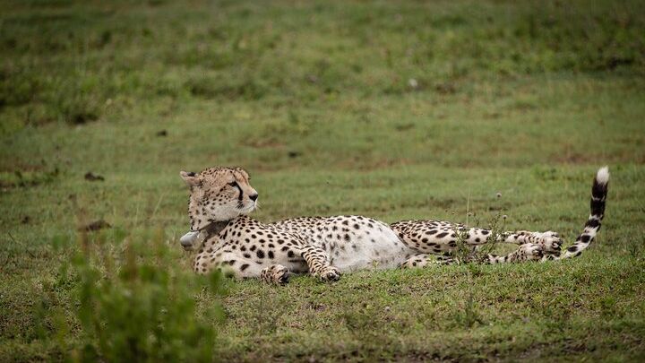 4-Day Pristine Tanzania Safari