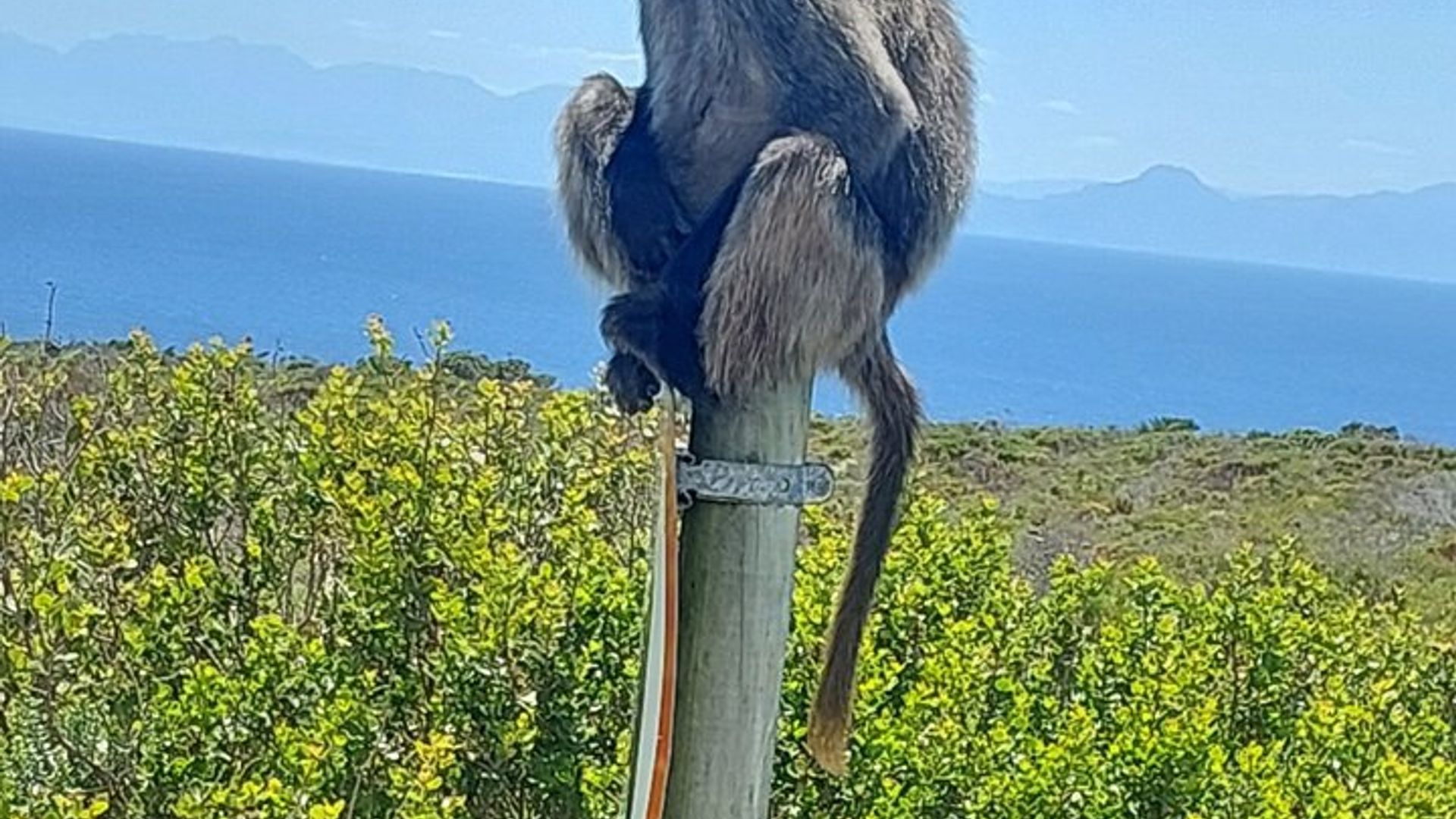 Ciudad del Cabo - Safari de vida silvestre