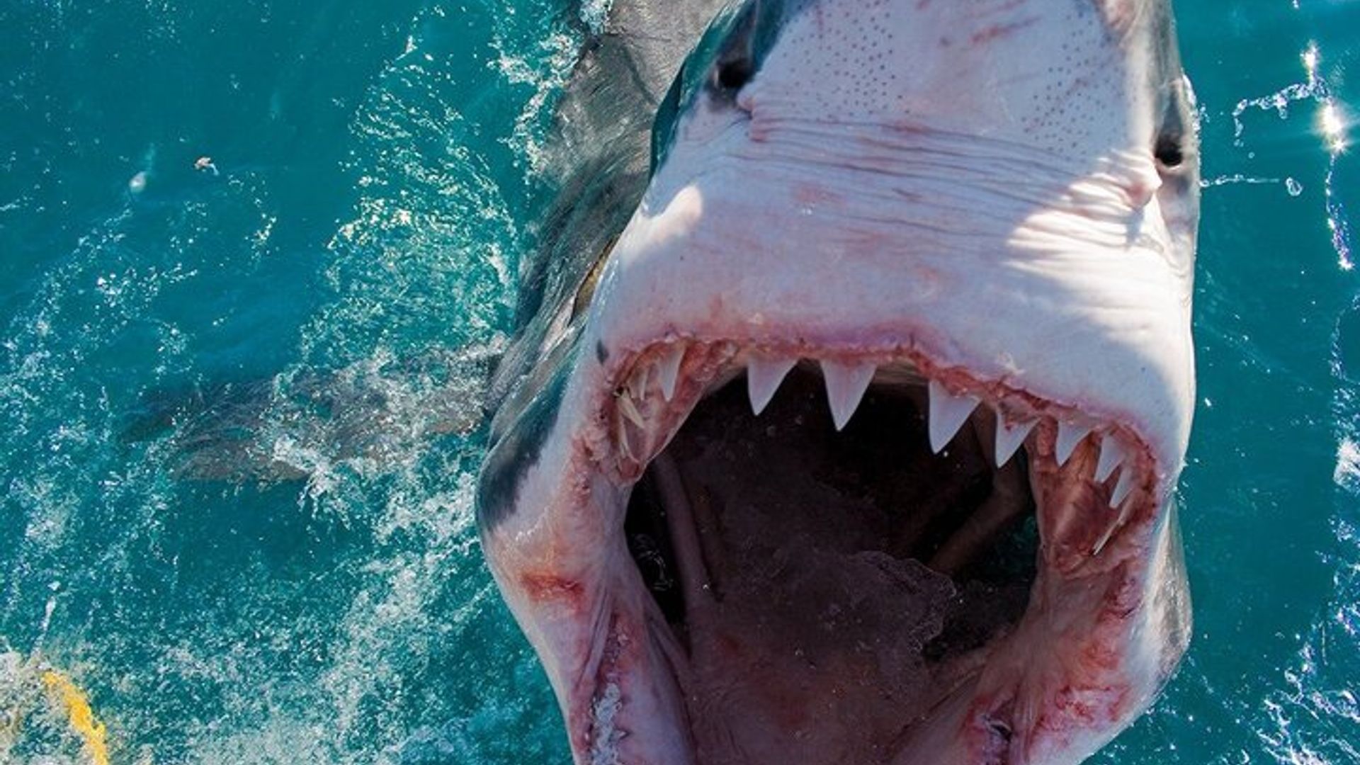 Plongée en cage avec les requins en Afrique du Sud