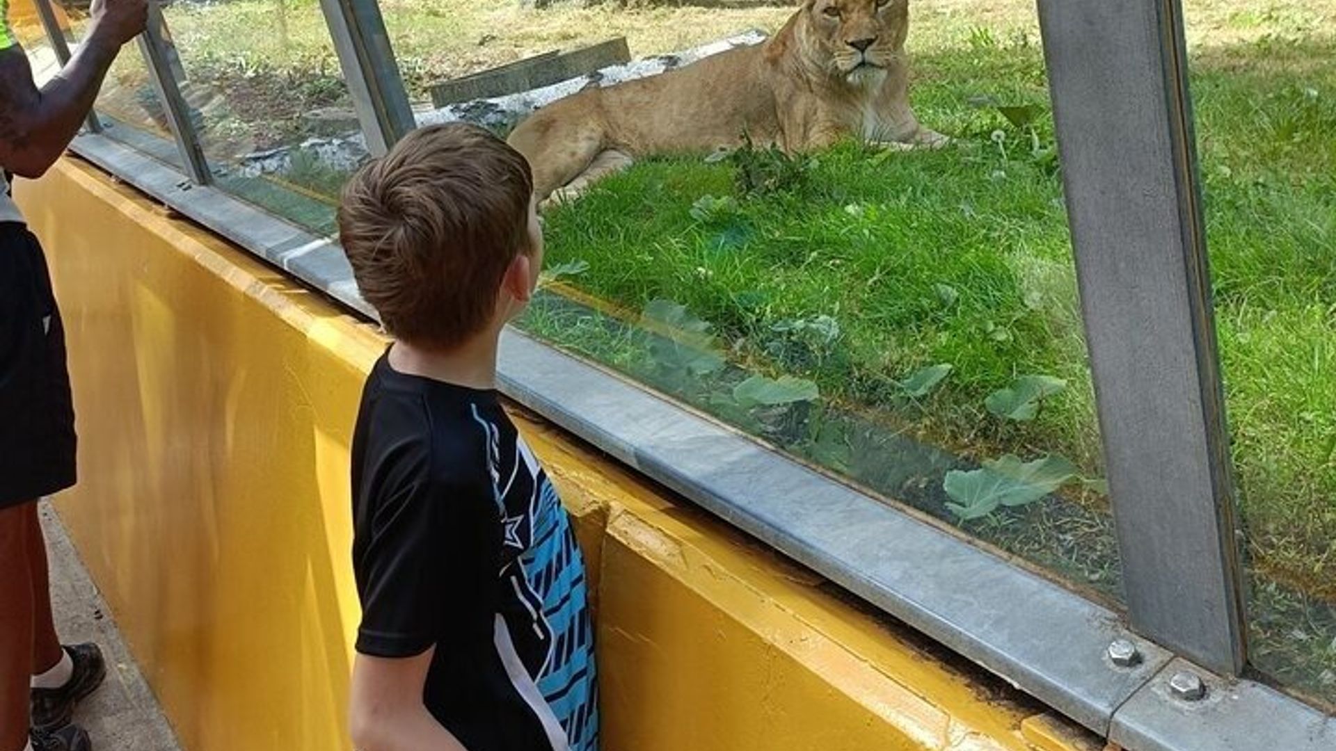 From Safari to Vikings A Family Day Tour