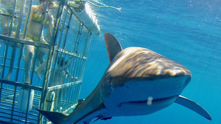 Oahu North Shore Cruise and Shark Cage Dive