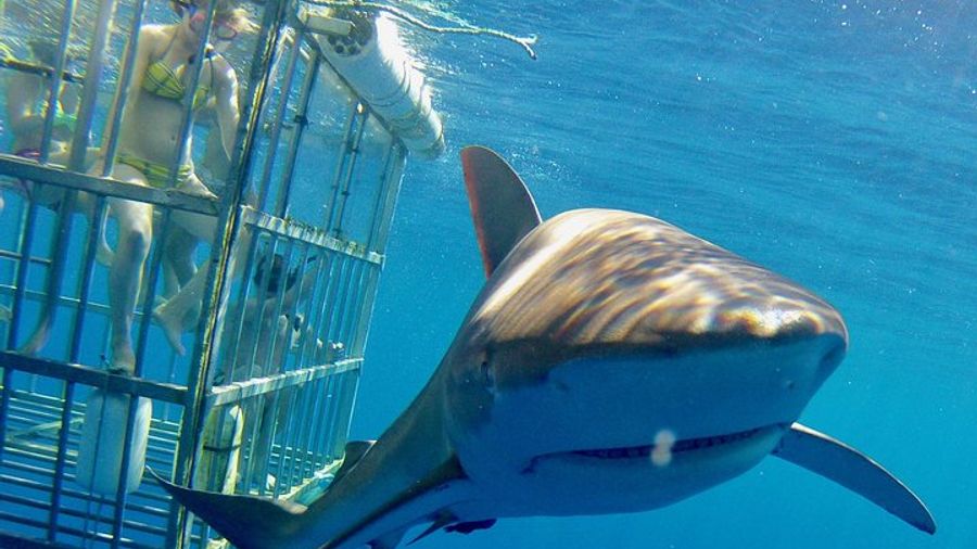 Oahu North Shore Cruise and Shark Cage Dive