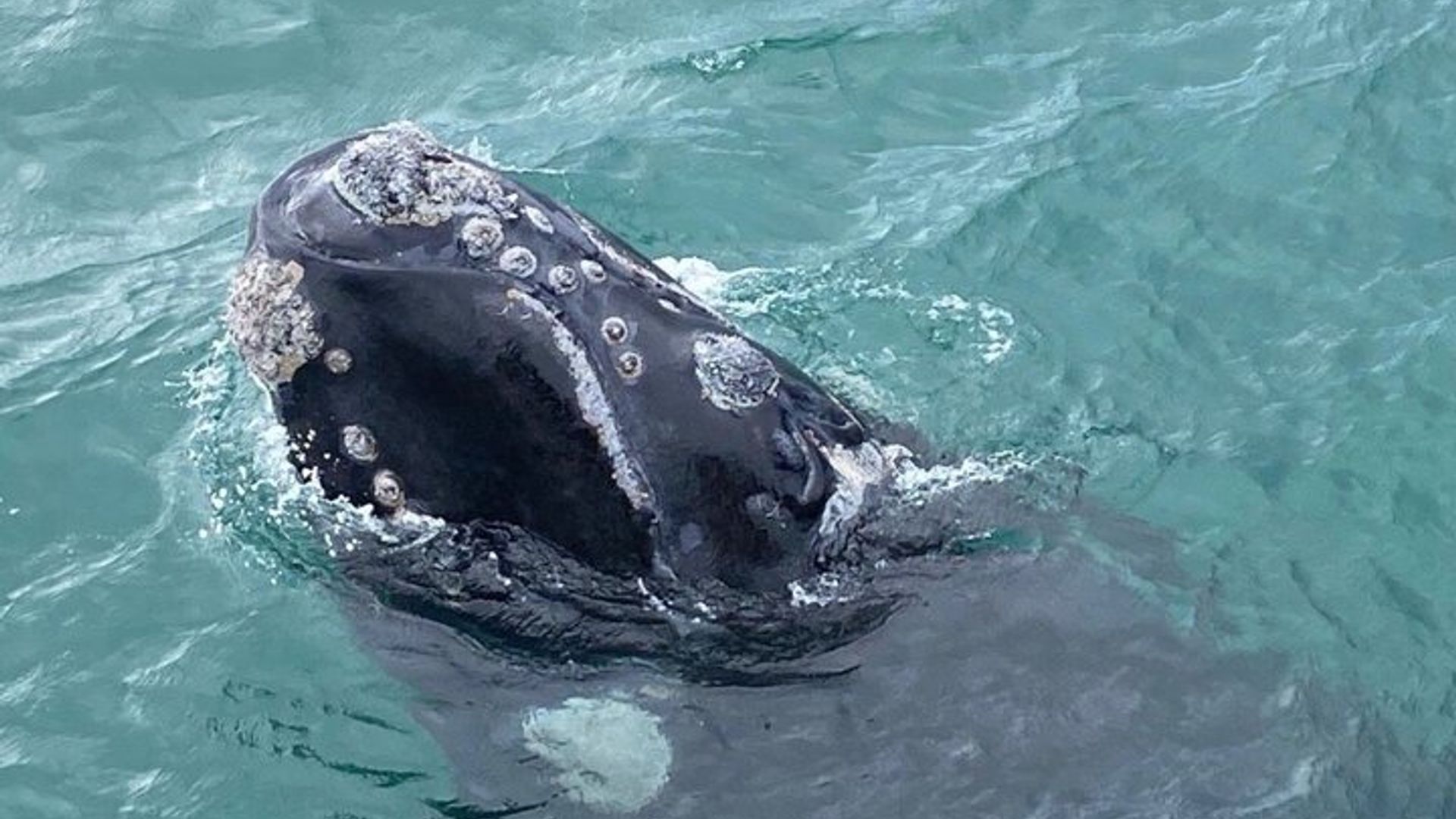 Hermanus Private Whale Watching Tour With Hotel Pickup