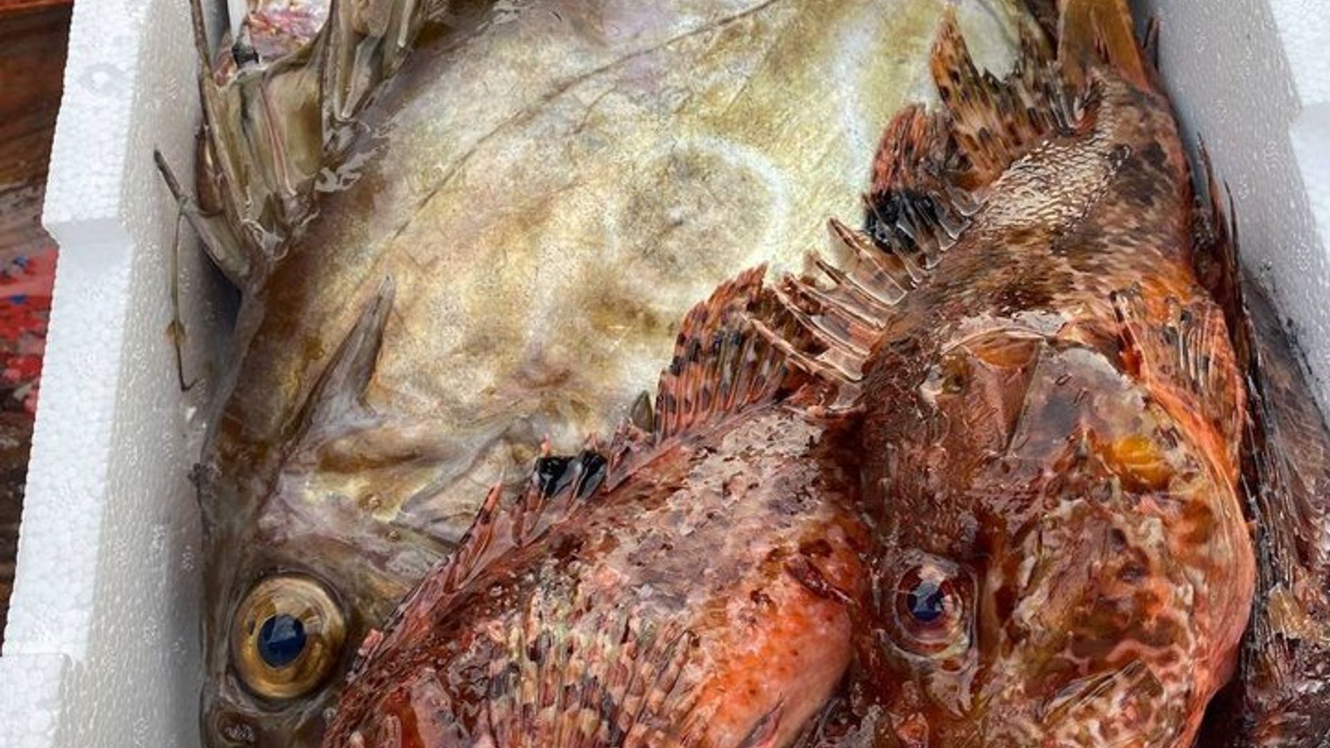 Turismo de pesca en la isla de Elba con almuerzo a bordo