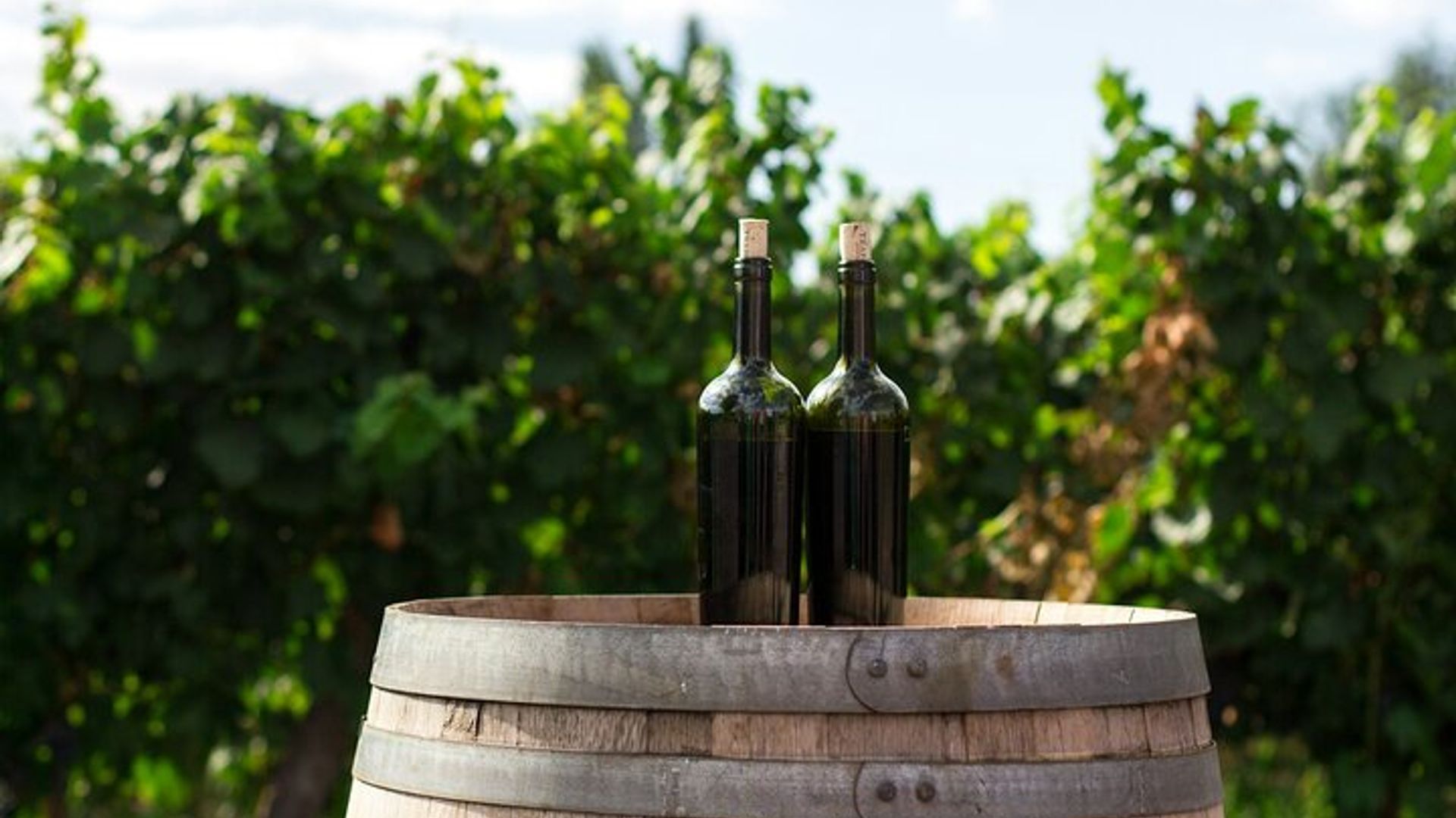 Prague Private Wine Tour