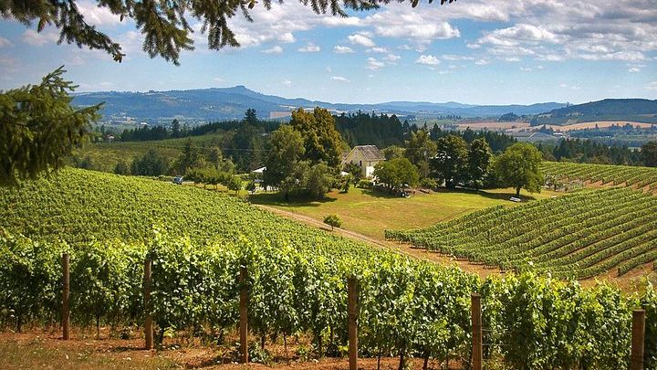 Willamette Valley Small-Group Wine Tasting Tour From Portland