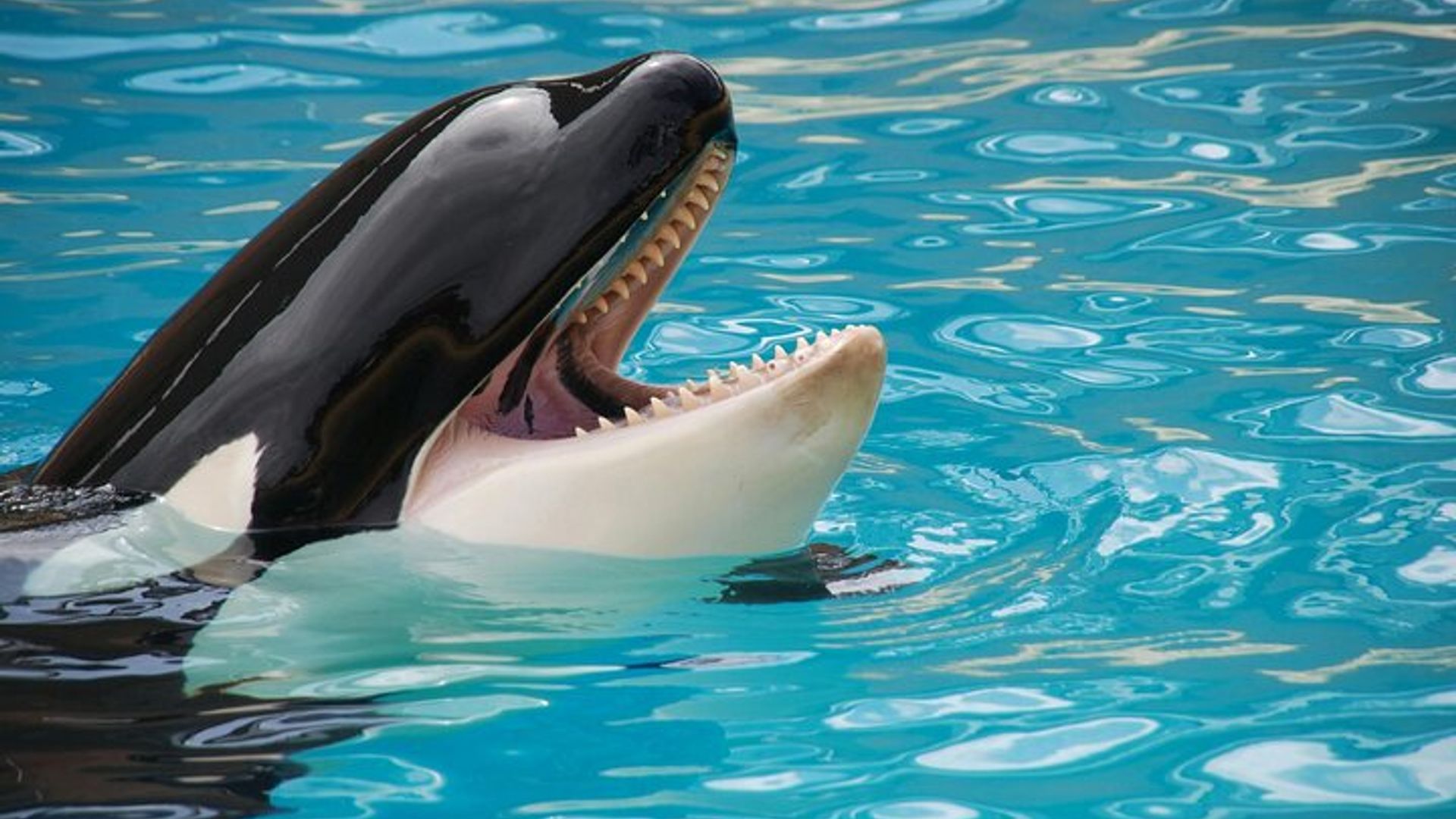 Private Guided Whale Watching Activity in Cape Town
