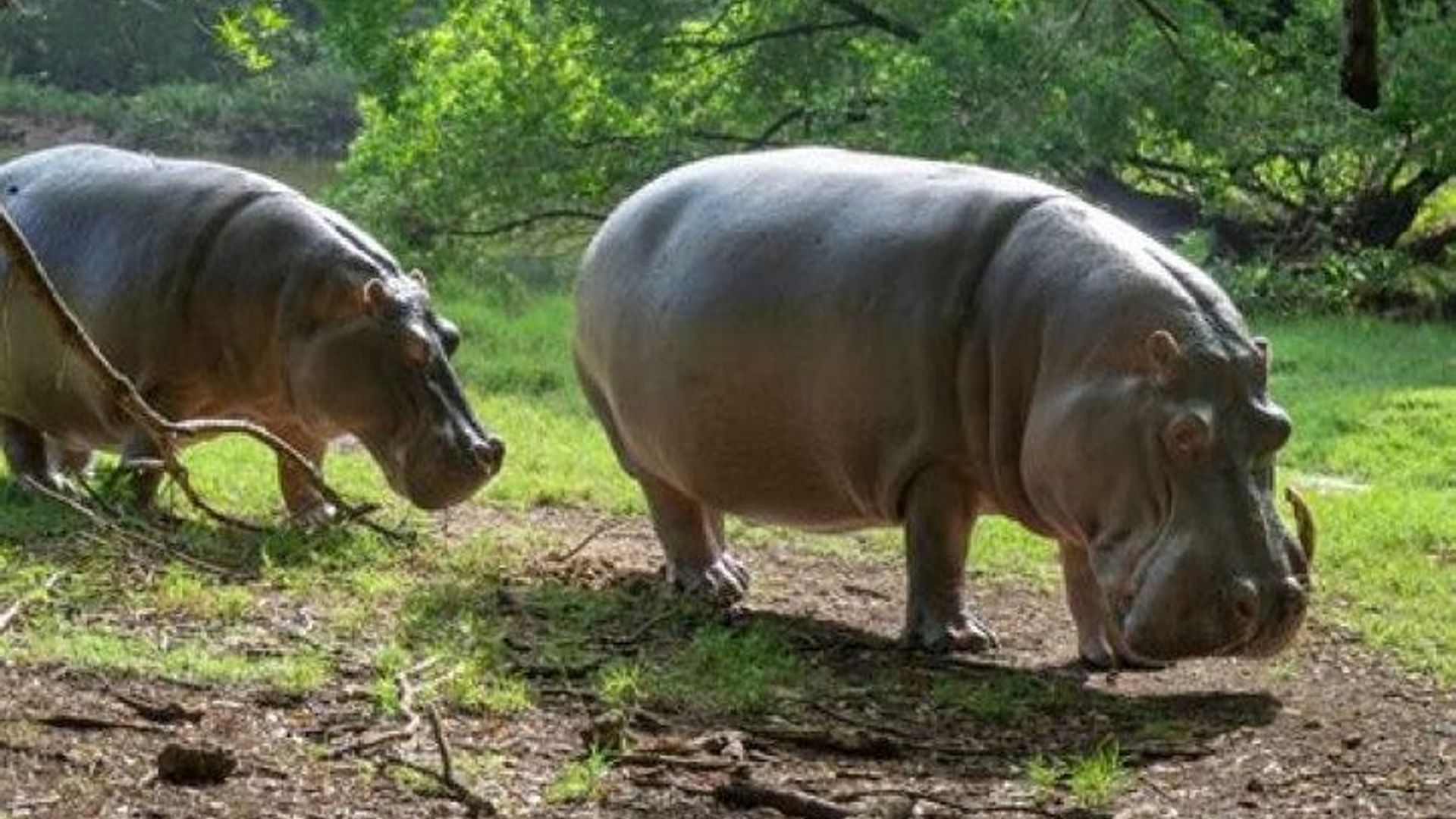 Mombasa Private Full-Day Sightseeing Shore Excursion