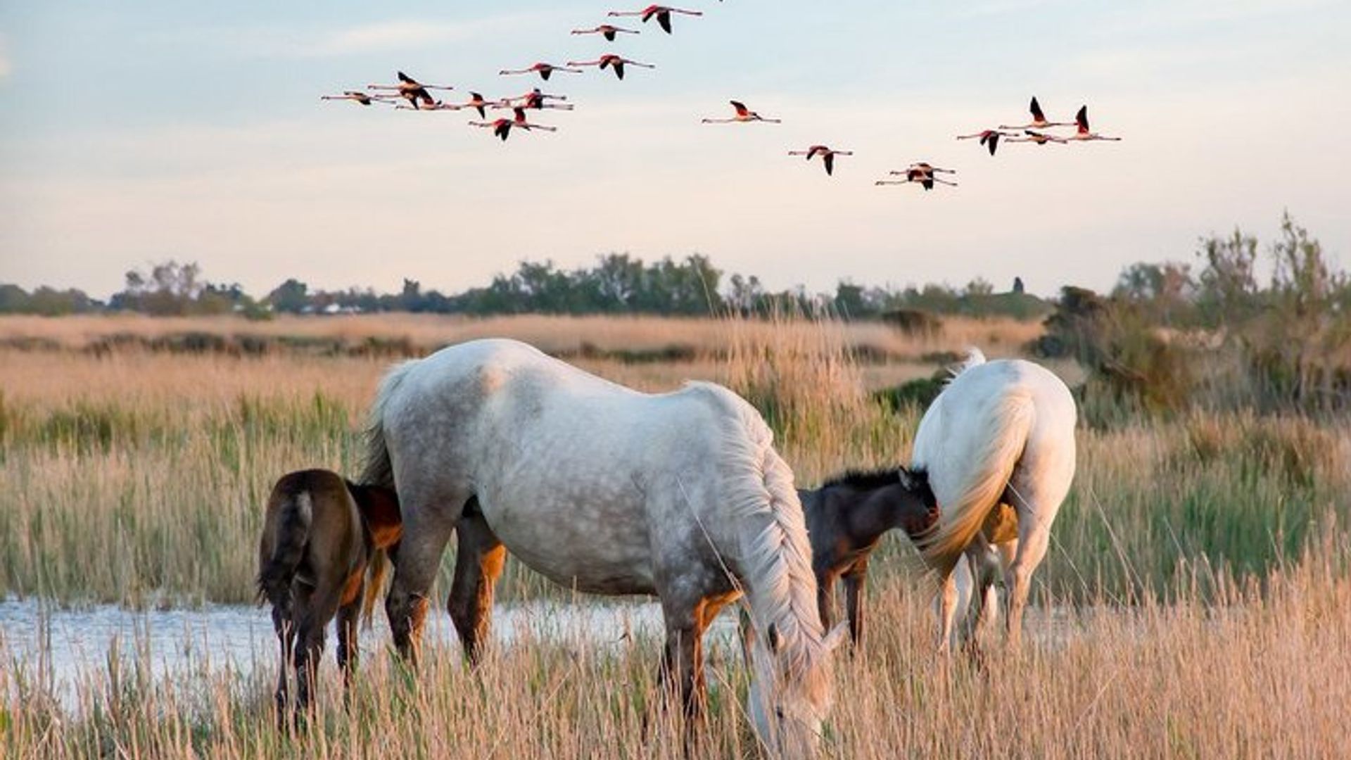 Les Saintes Maries de la Mer, Camargue y Arles, excursión privada de un día
