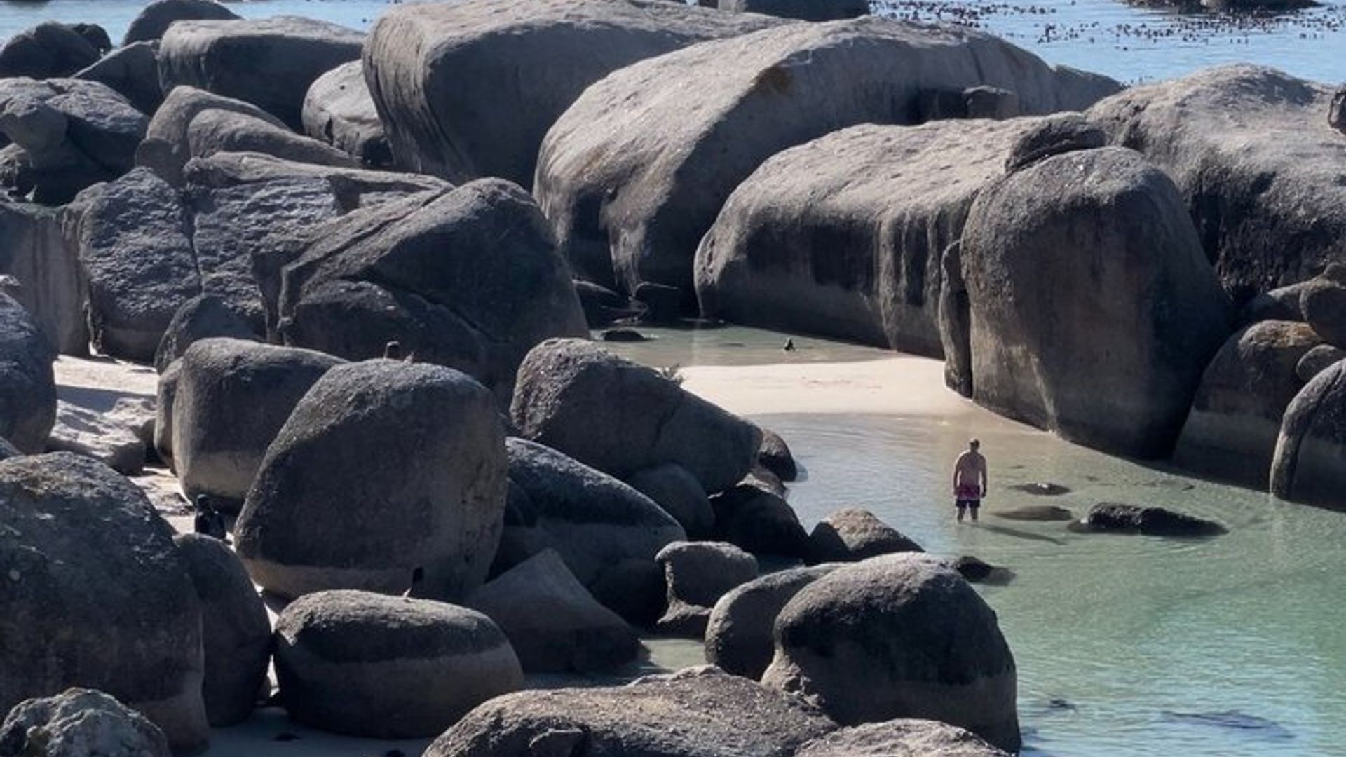 Tour privado por el Cabo de Buena Esperanza y el Pico Chapman