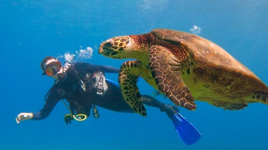 Lahaina Small-Group Intro to Scuba Diving Course