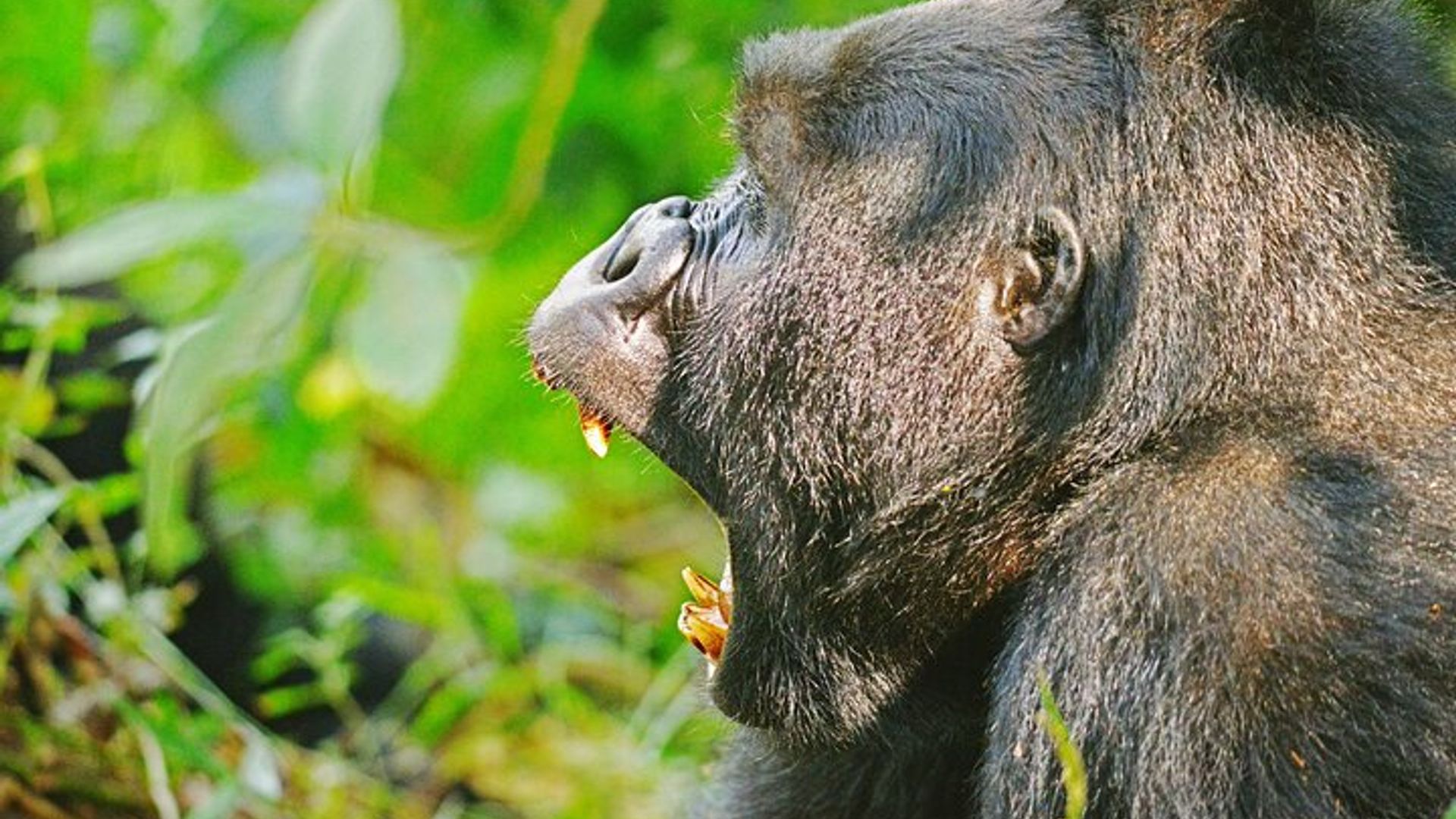 5 Days Uganda Primate And Gorilla Trekking Luxury Safari