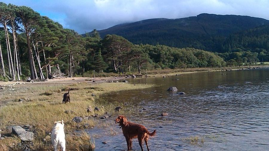Guided Killarney National Park Walking Tour