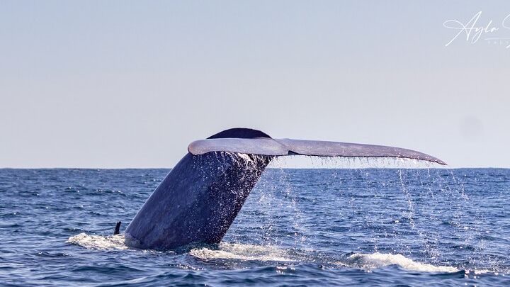 Azores Whale Watching Tour – Ponta Delgada