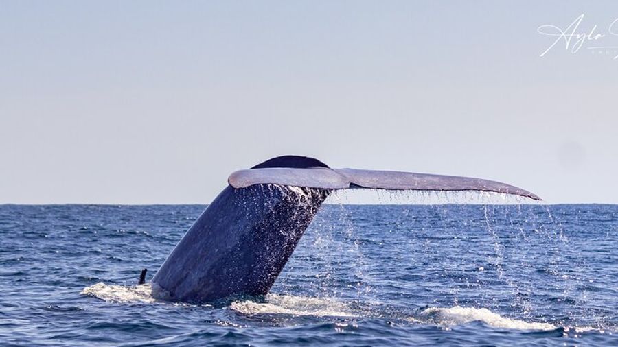 Azores Whale Watching Tour – Ponta Delgada