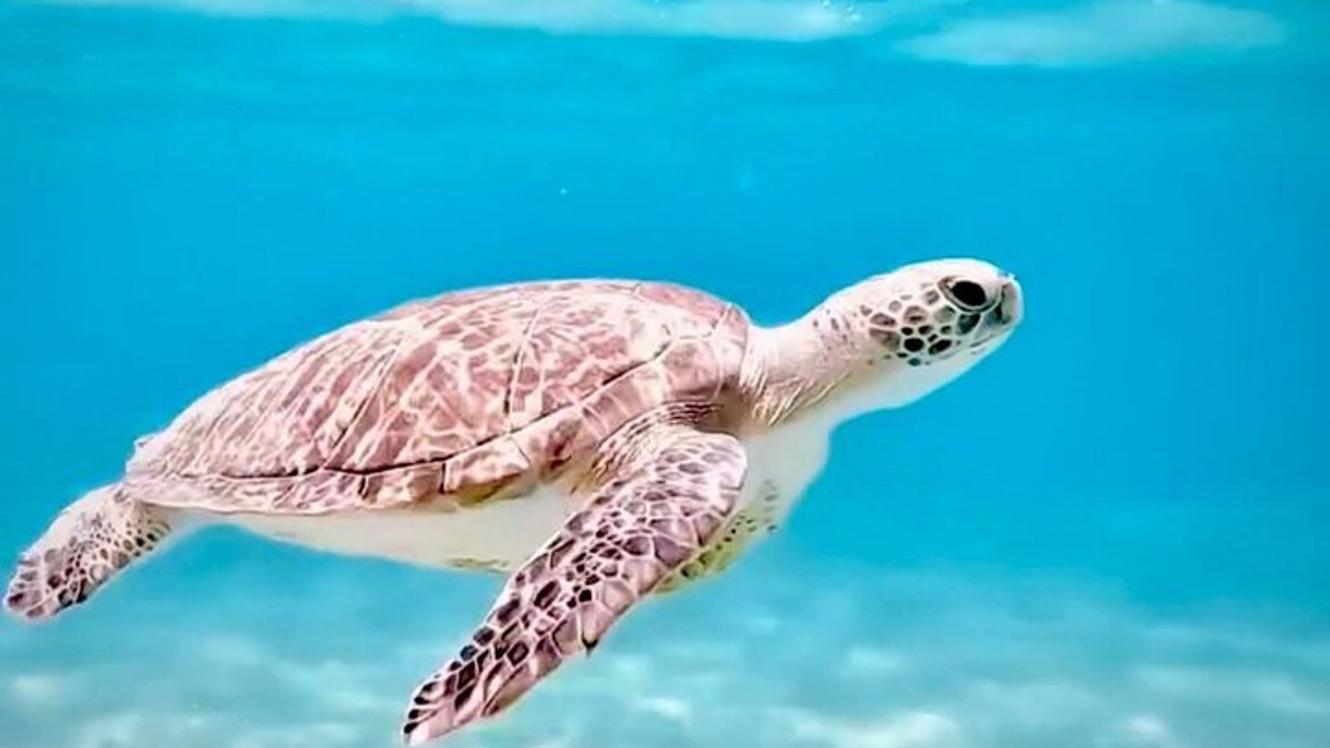 Geführtes Schnorchelerlebnis in West Palm Beach mit kostenlosen Videos