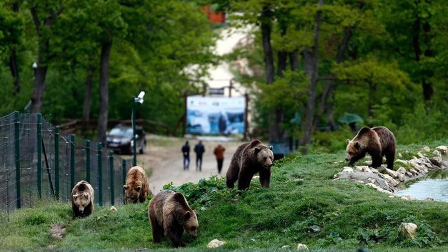 Explore Transylvania: Bear Sanctuary, Bran Castle & Brasov tour