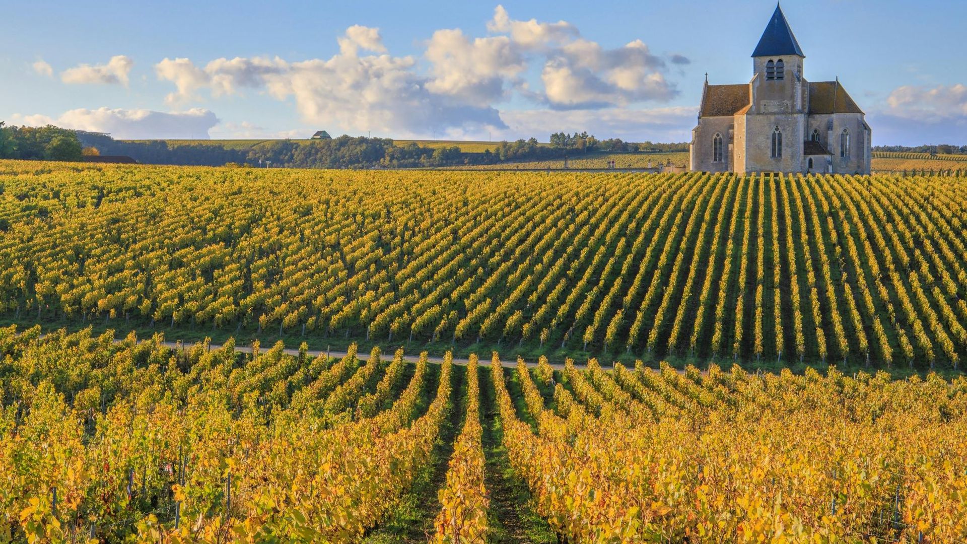 Visita de la cata de vinos Domaine Clotilde Davenne y Chablis