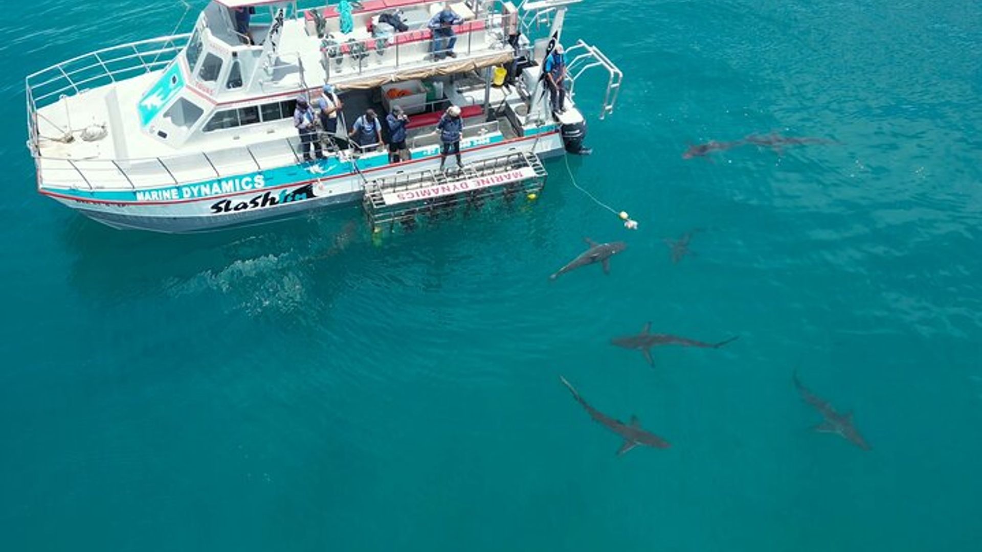 Le Cap : Observation de requins et plongée en cage avec transferts