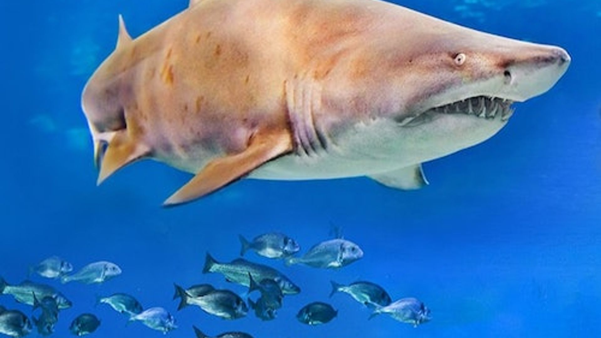 Aquarium in Palma: Eintritt ohne Anstehen + Optionales 3D-Kino Aquadome