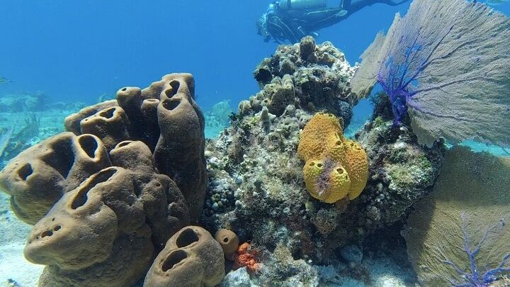 Recreational Dive - Playa del Carmen Dive Machine