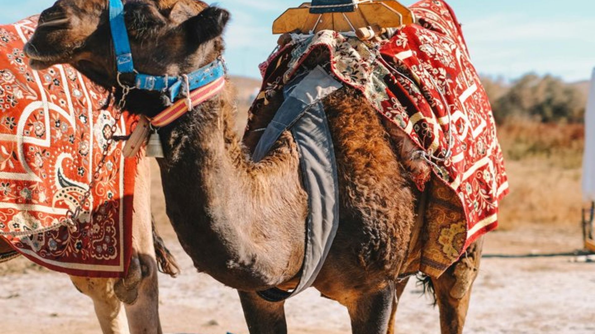 Cena en el desierto de Agafay con paseo en camello desde Marrakech
