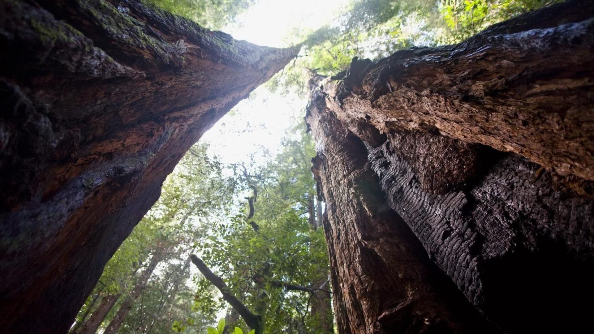 Muir Woods and Sausalito tour with Bay cruise image 3