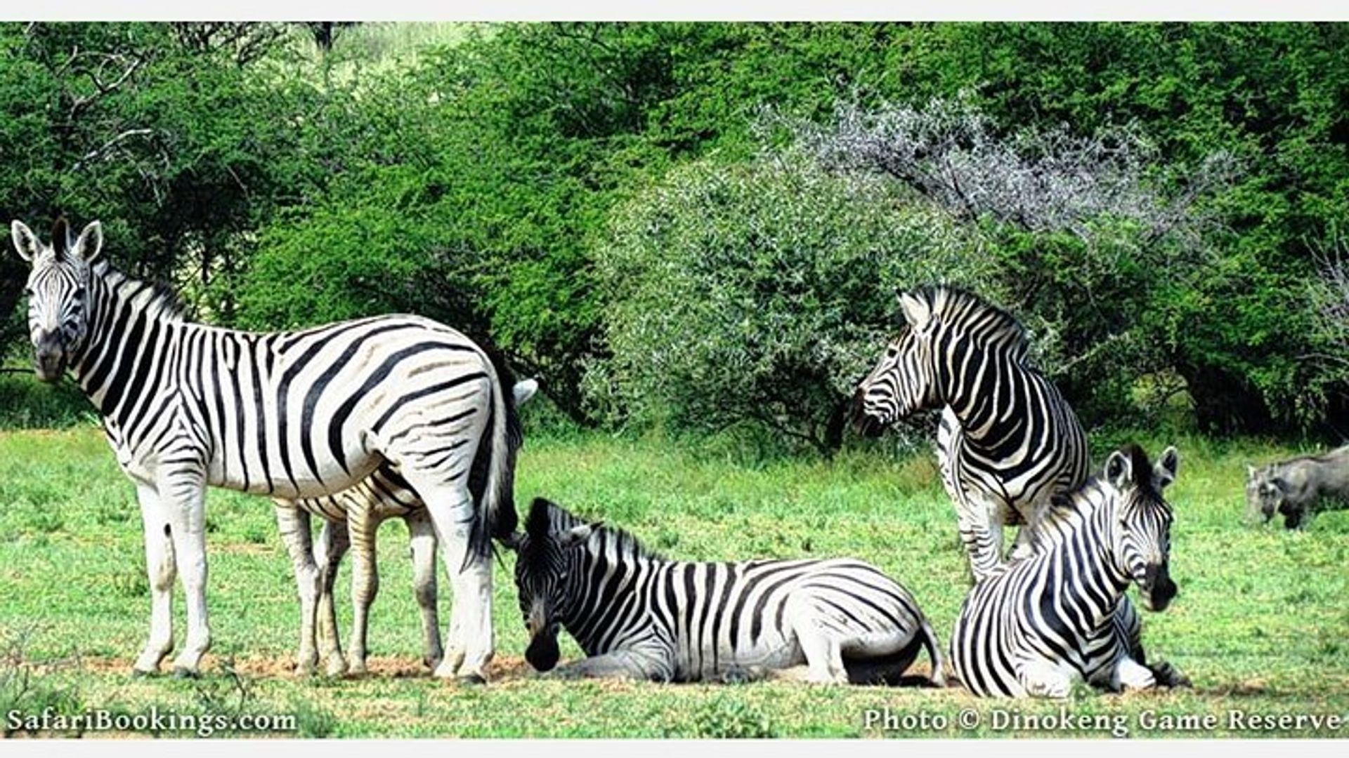Suncity Transfer