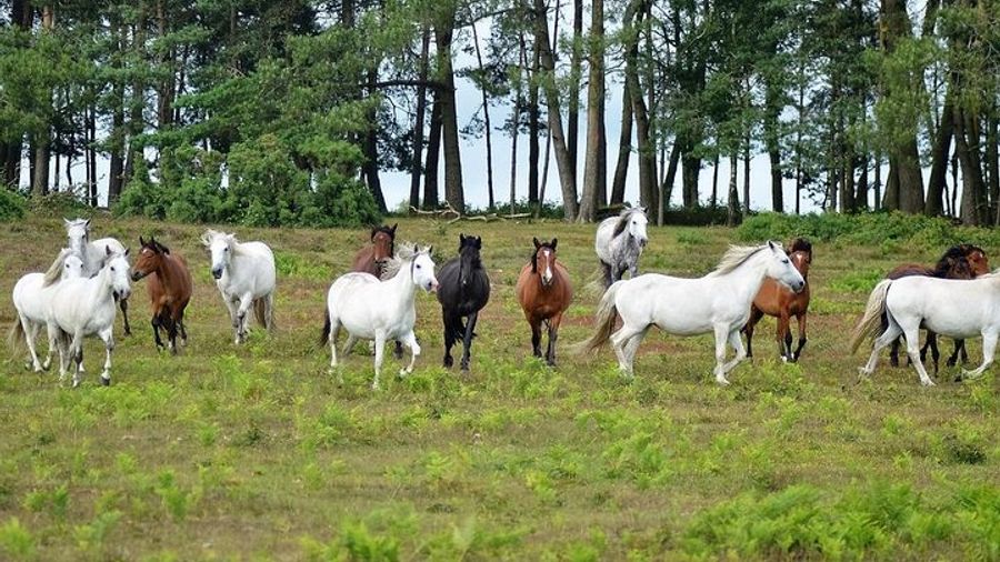 New Forest & Salisbury Day Tour from Southampton