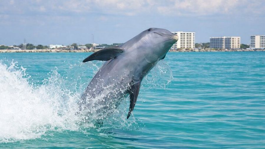 Panama City Beach Dolphin Cruise