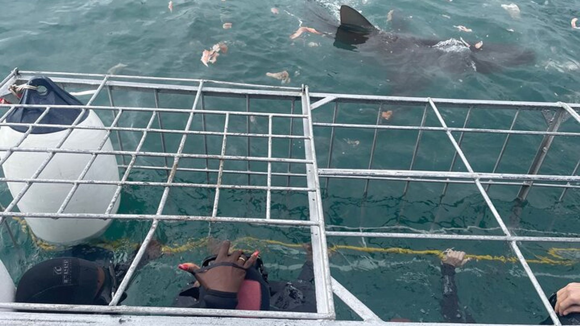 Shark Cage Diving Adventure CAPE TOWN(Lunch & Transport included)
