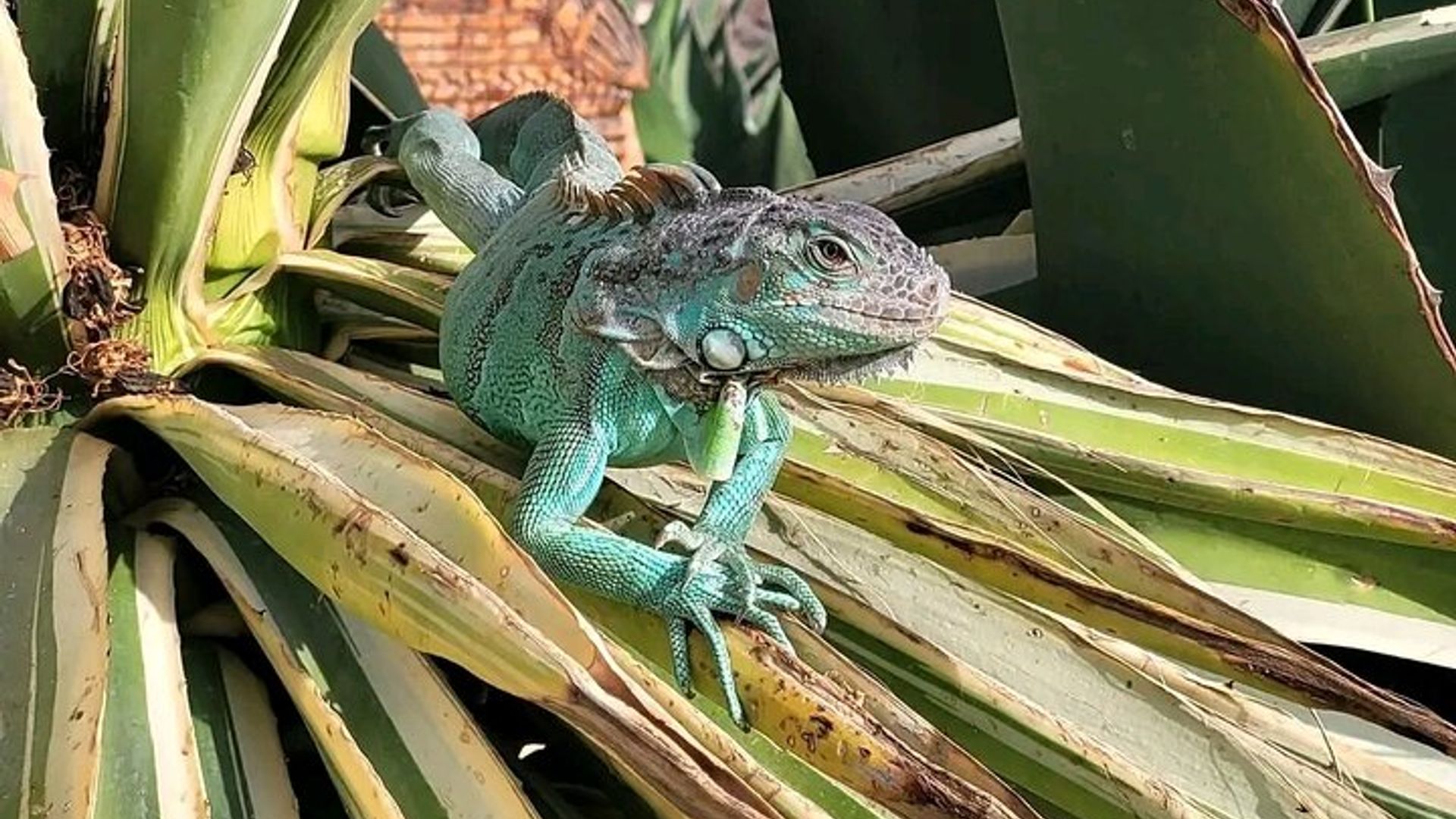 Krokoparz und Ziege klettern auf den Baum Agadir