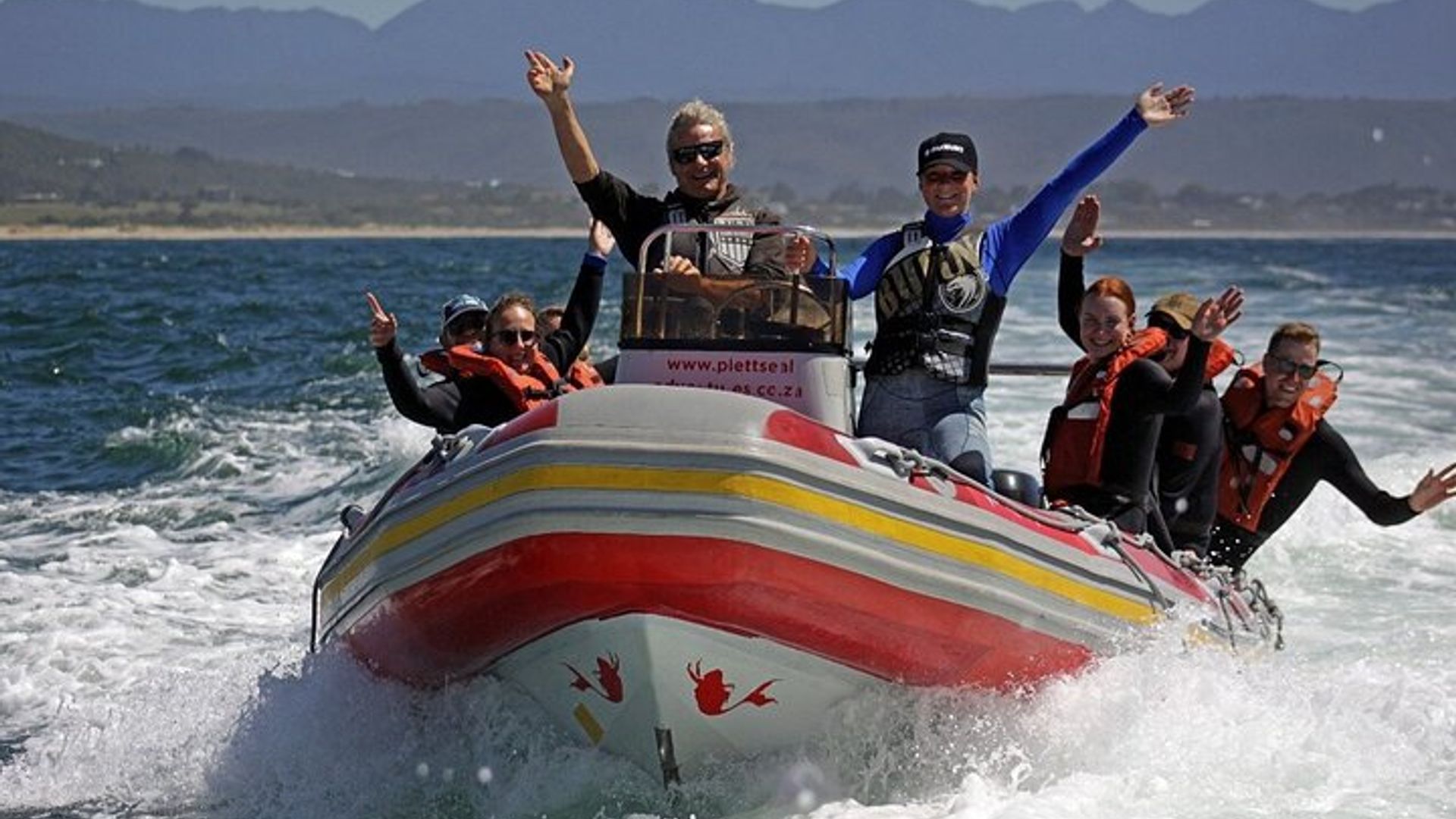 Activité de nage des phoques dans la baie de Plettenberg