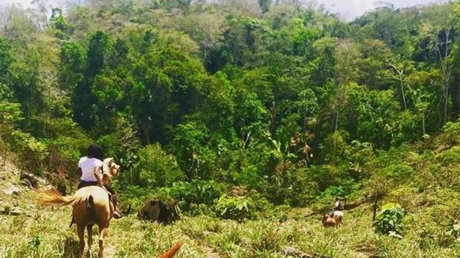 San Ignacio to Minanha Forgotten Jungle City Horseback Ride