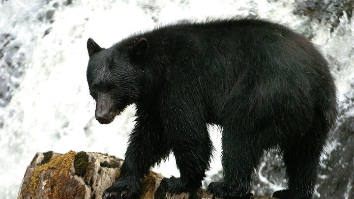 Ketchikan Land and Sea Bear Spotting Wildlife Adventure