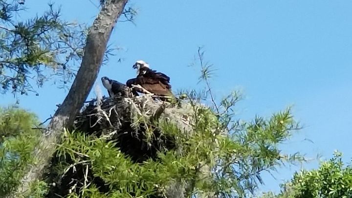 Waccamaw River Nature and Wildlife Tour