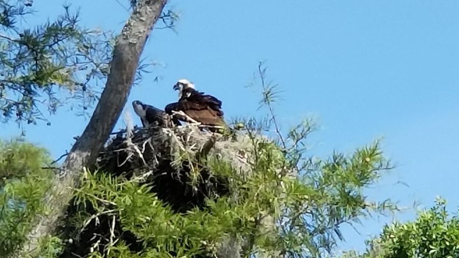 Waccamaw River Nature and Wildlife Tour