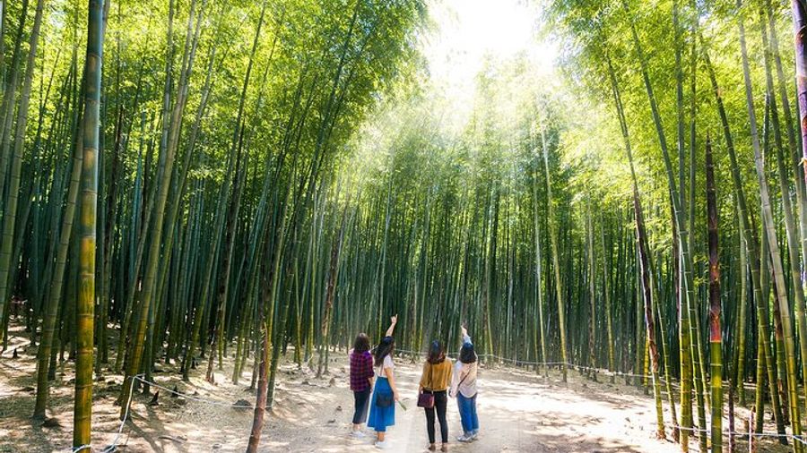 Busan Small-Group Photo Tour: Forest, Buddhist Temple, Seaside