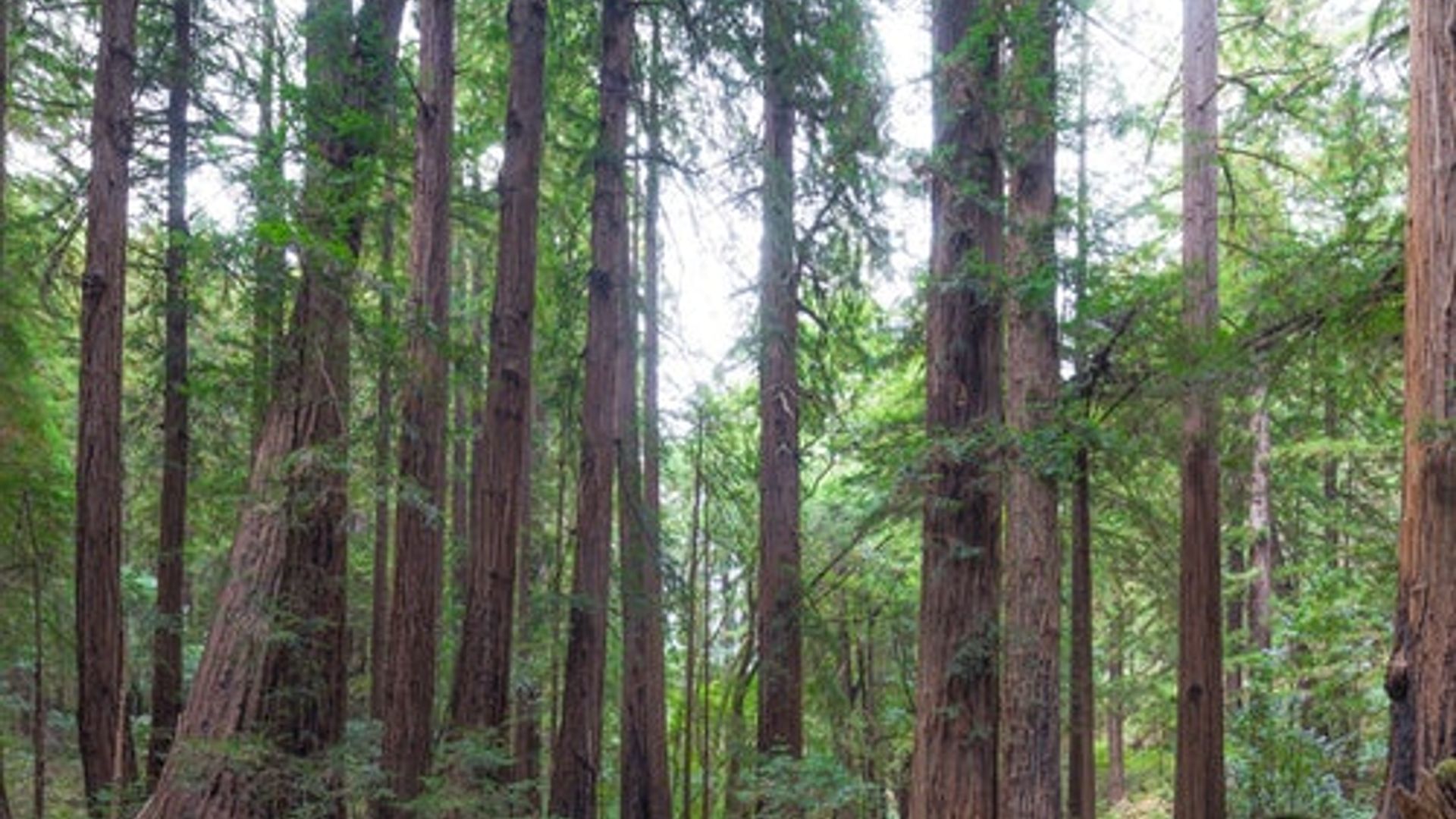 From San Francisco: Half Day Muir Woods Tour, Sausalito Tour and Bay Cruise image 2