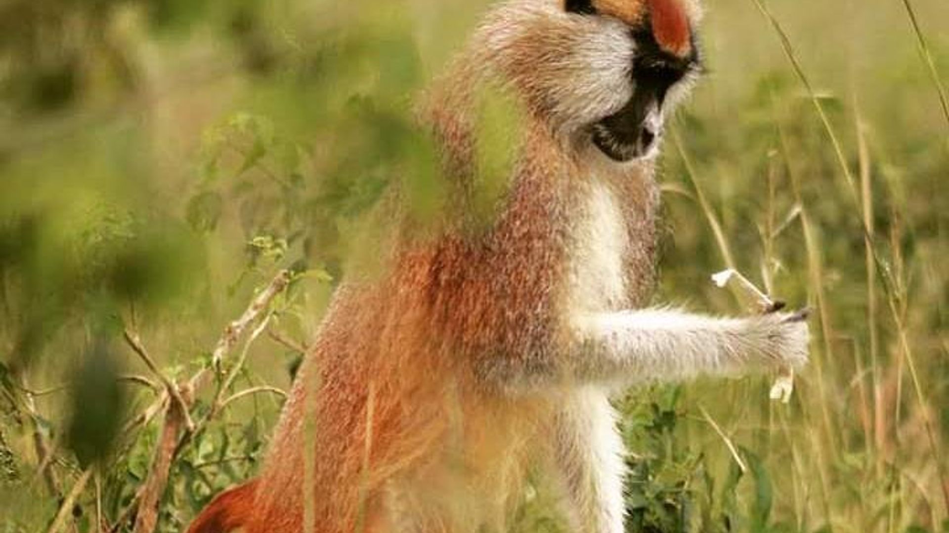 Three Days Murchison Falls National Park Tour in Uganda