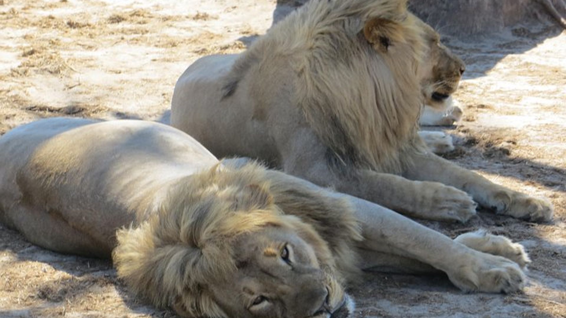 Hwange and Matopo National Park 5 nights Safari Tour