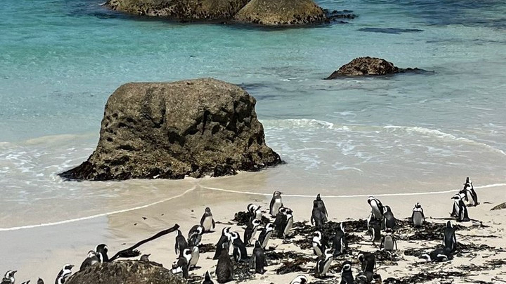 Observation des baleines à Hermanus