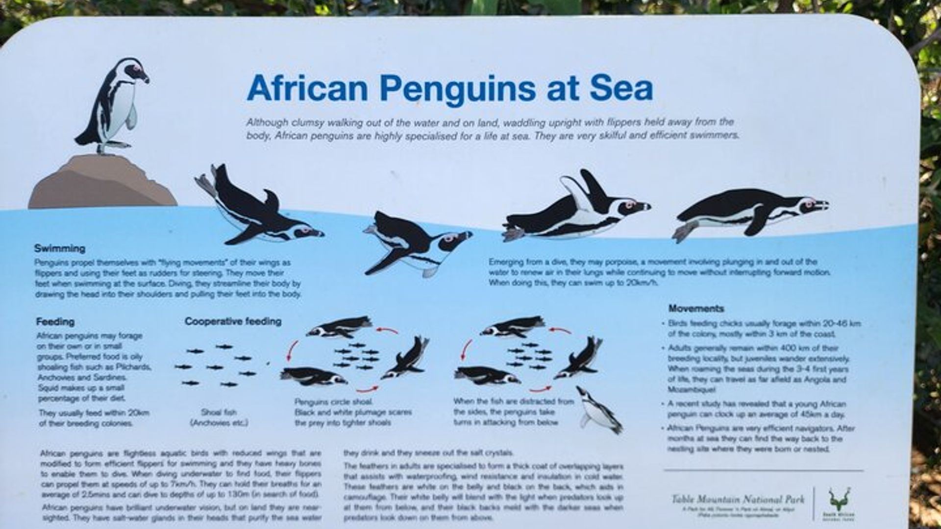 Boulders Beach Penguin Encounter Half-Day Tour