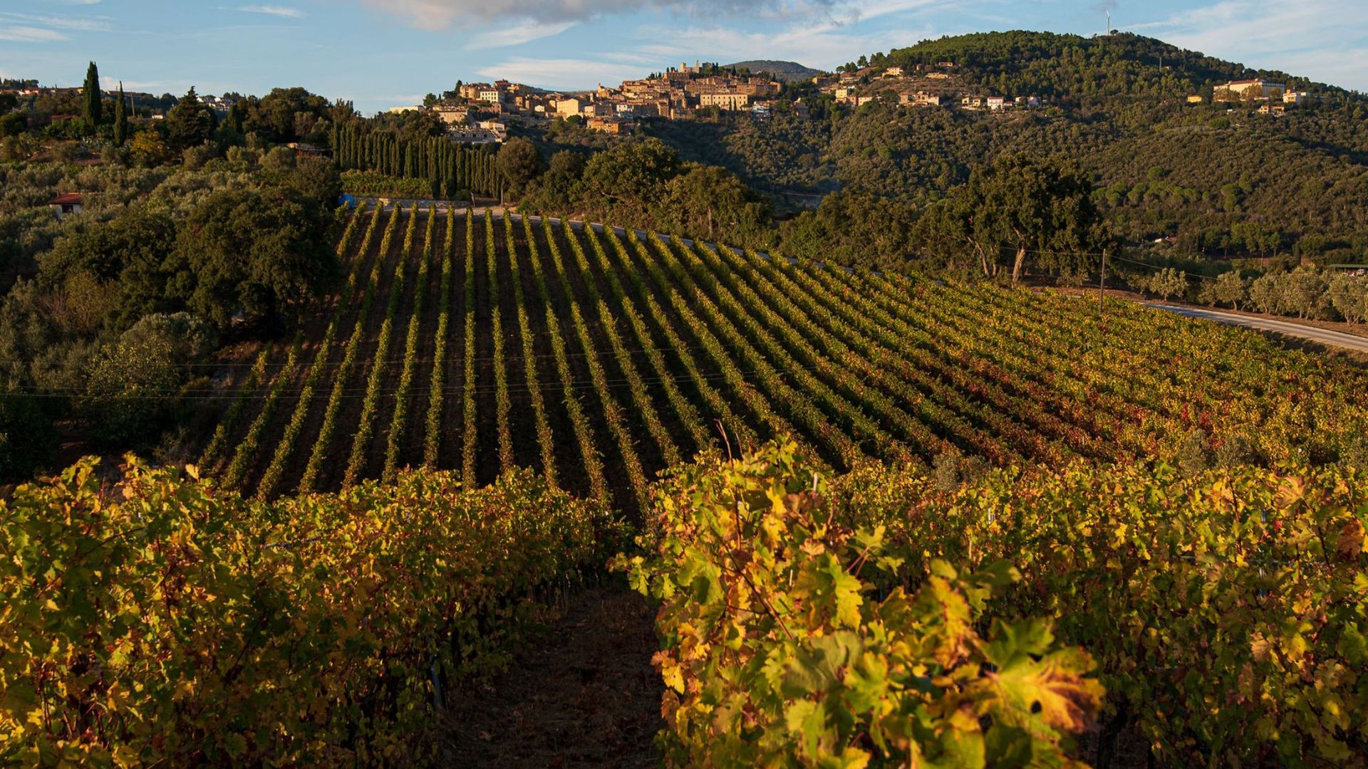 Wine Tasting with Local Food Pairing near Livorno