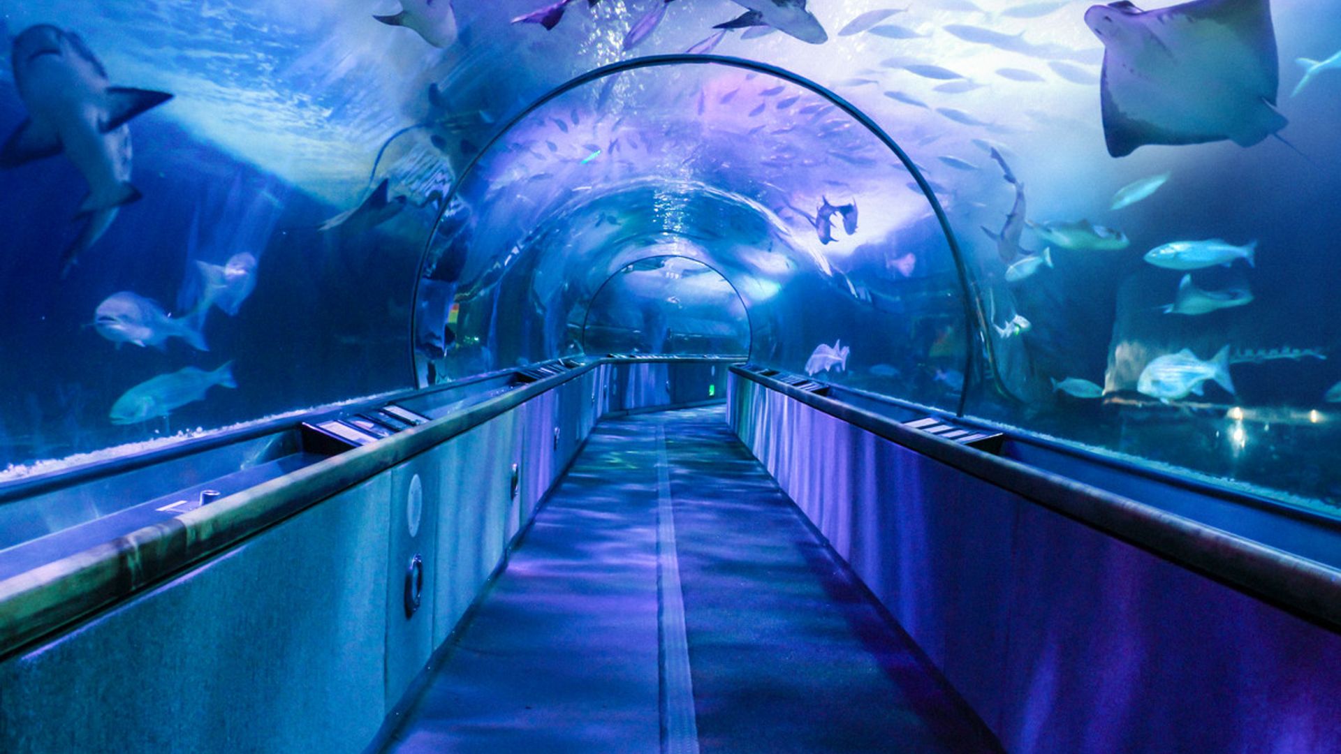 San Francisco: Explorer Pass for 2 to 5 Attractions image 2